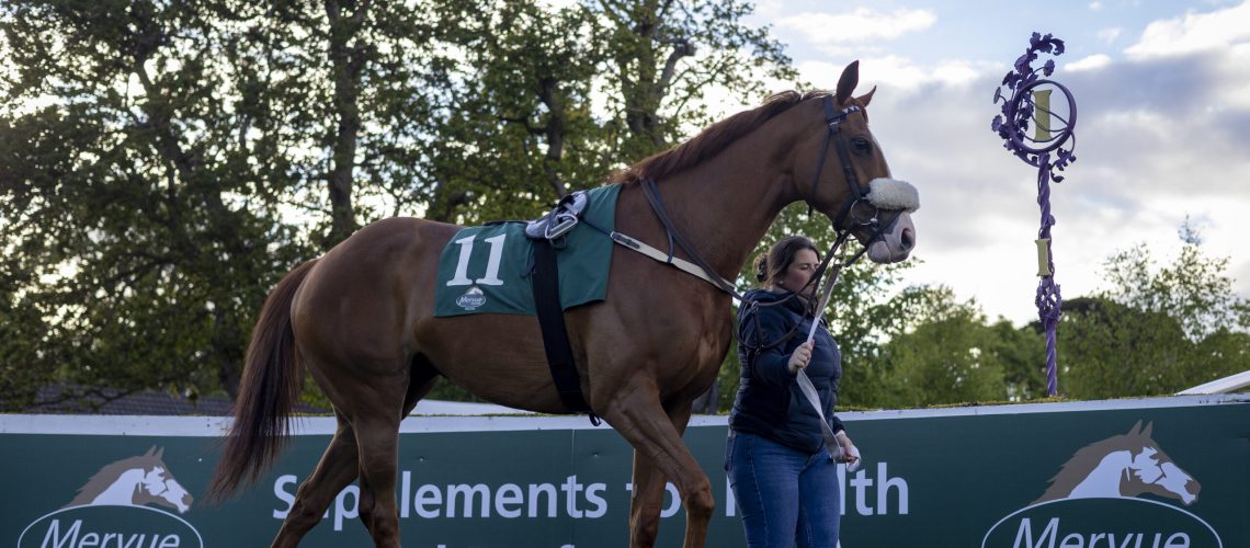 Mervue Equine at Leopardstown